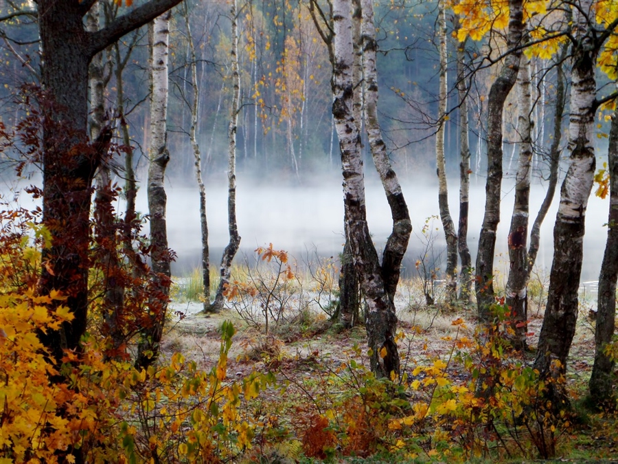 Фото жизнь