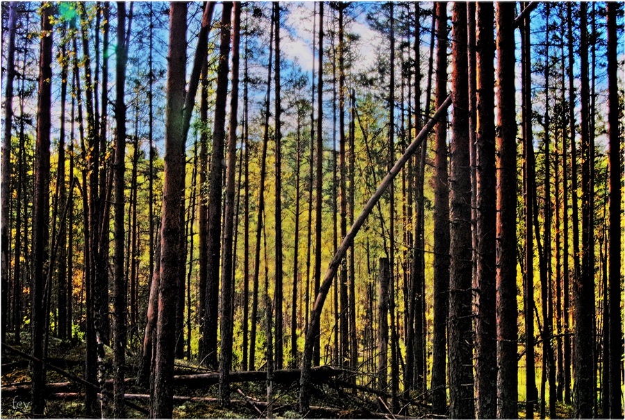 Фото жизнь (light) - Vladimir Dorofeyev - Мой лес - Краски осеннего леса (5)