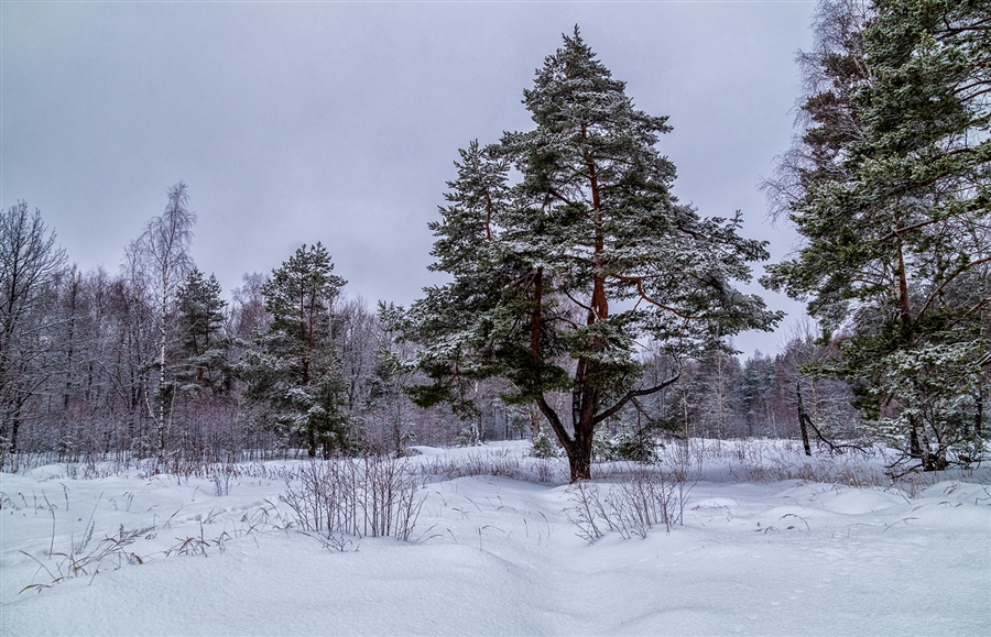 Фото жизнь