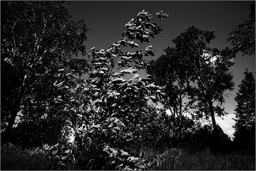Фото жизнь (light) - Mityok59 - РОДИНА - ***
