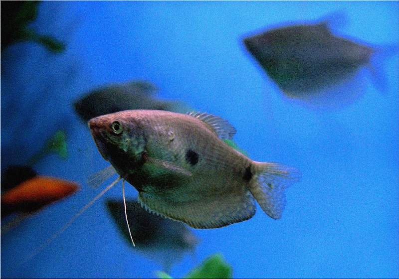 Фото жизнь (light) - Дина Дин - Подводный мир - Рыбка