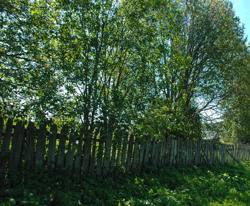Фото жизнь
