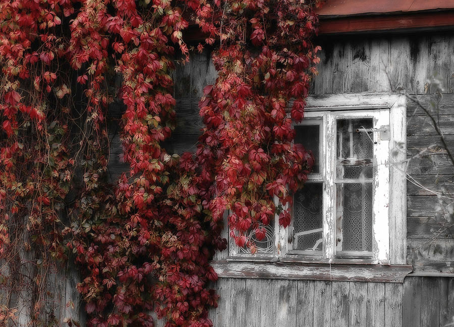 Фото жизнь - Pastor - ОСЕНЬ - Старое окно