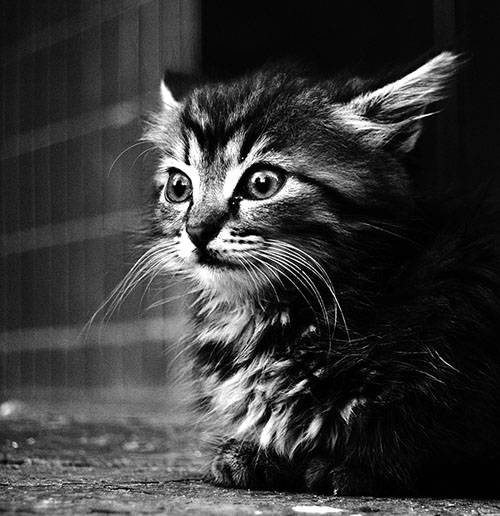 Фото жизнь (light) - MorboN - КотЭ - взгляд