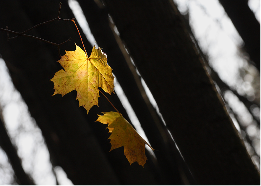 Фото жизнь (light) - Victoria_Ivanova - корневой каталог - Осенний ветер