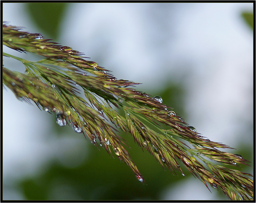 Фото жизнь - Михаил Андриеску - Веселая флора - Просто капли дождя