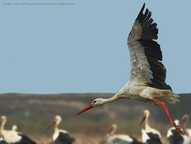 Фото жизнь (light) - Aleksandr Kolesnik - Птицы. - Аист