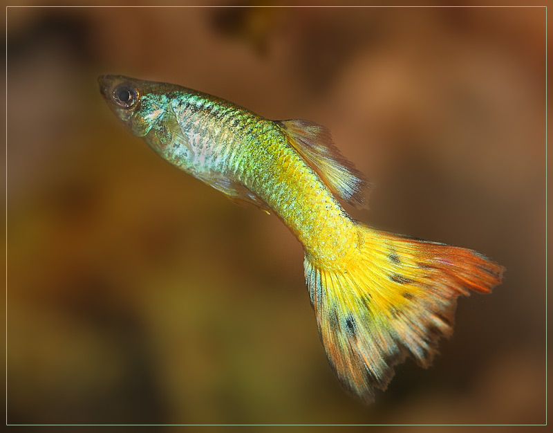 Фото жизнь (light) - Илья Гильфанд - Животные - Пра рыбка