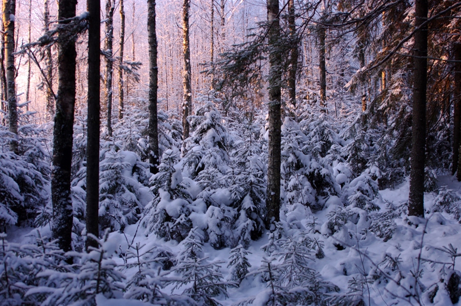 Фото жизнь