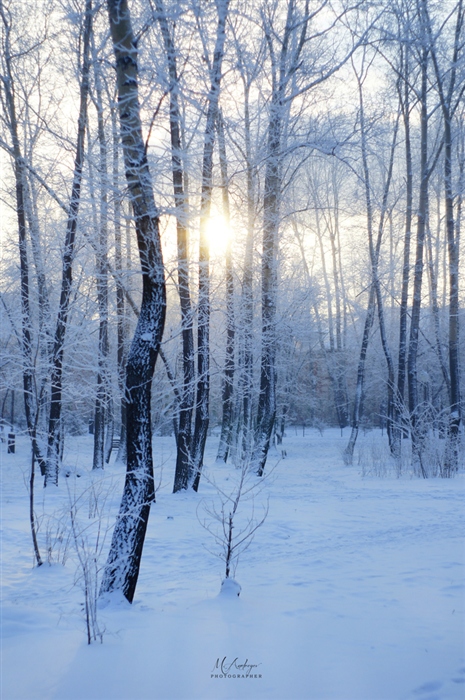Фото жизнь - MaksimAleksandrovich86 - Природа - Зимнее утро в роще