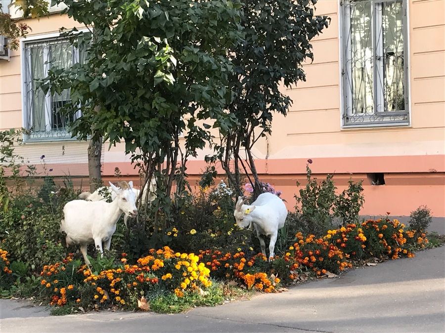 Бутовские разбойники