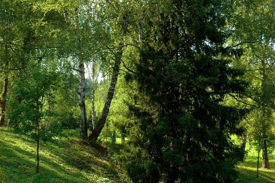 Фото жизнь