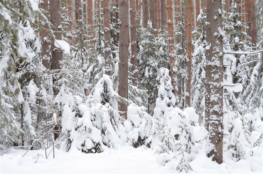 Снежный лес