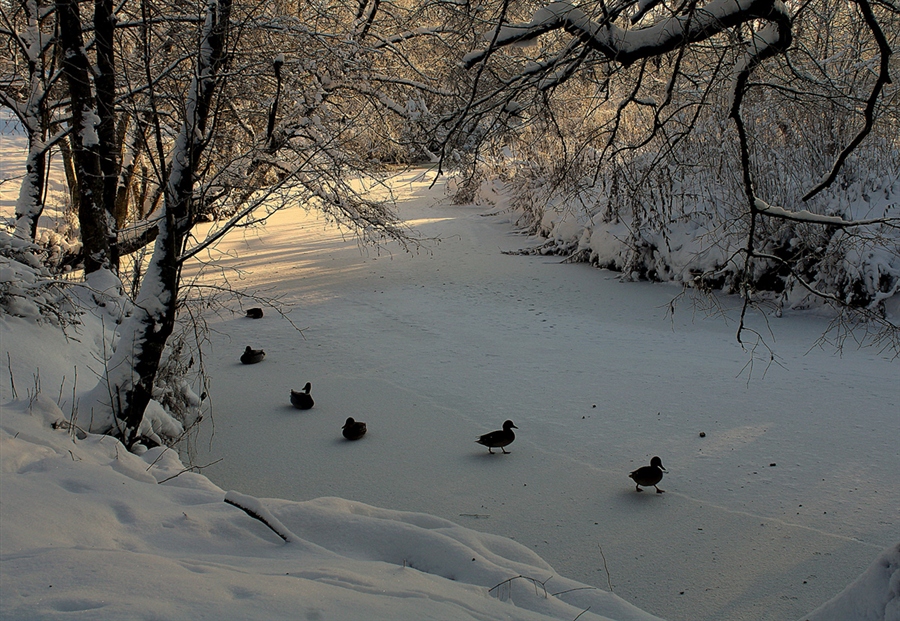 Фото жизнь
