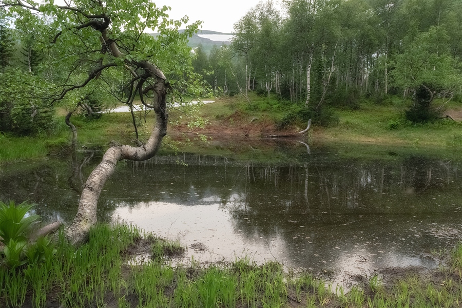 Снежник растаявший