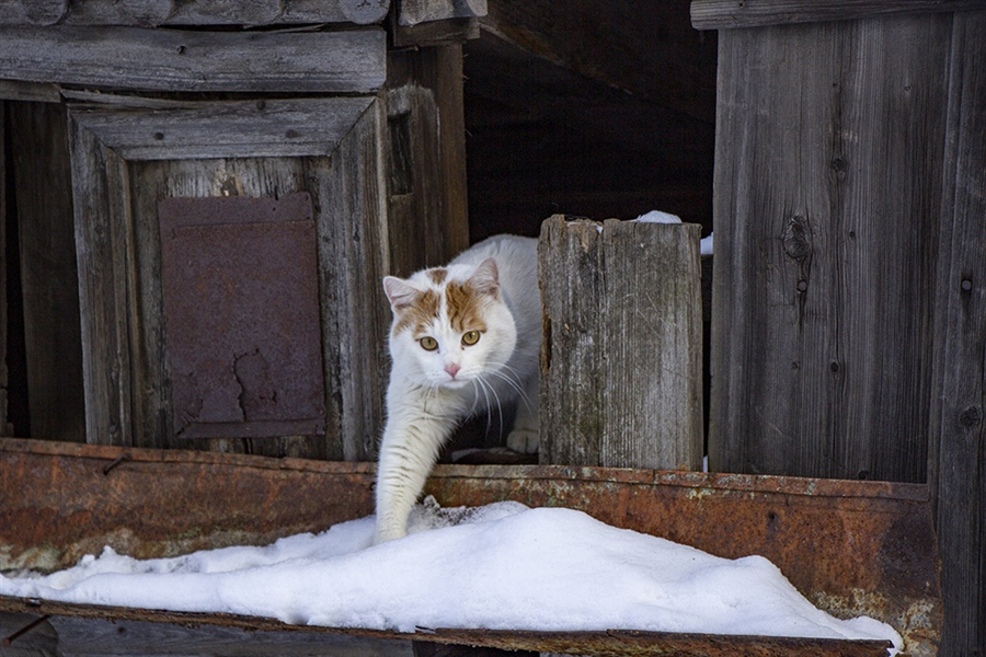 Фото жизнь