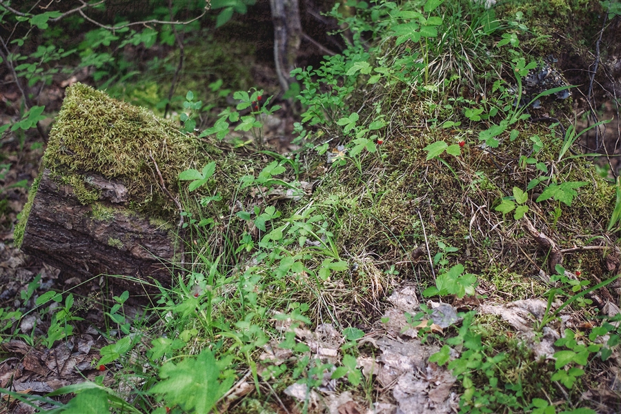 Фото жизнь