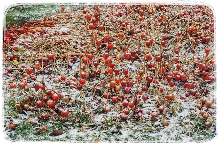 Фото жизнь