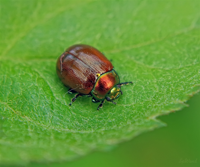 Chrysolina polita