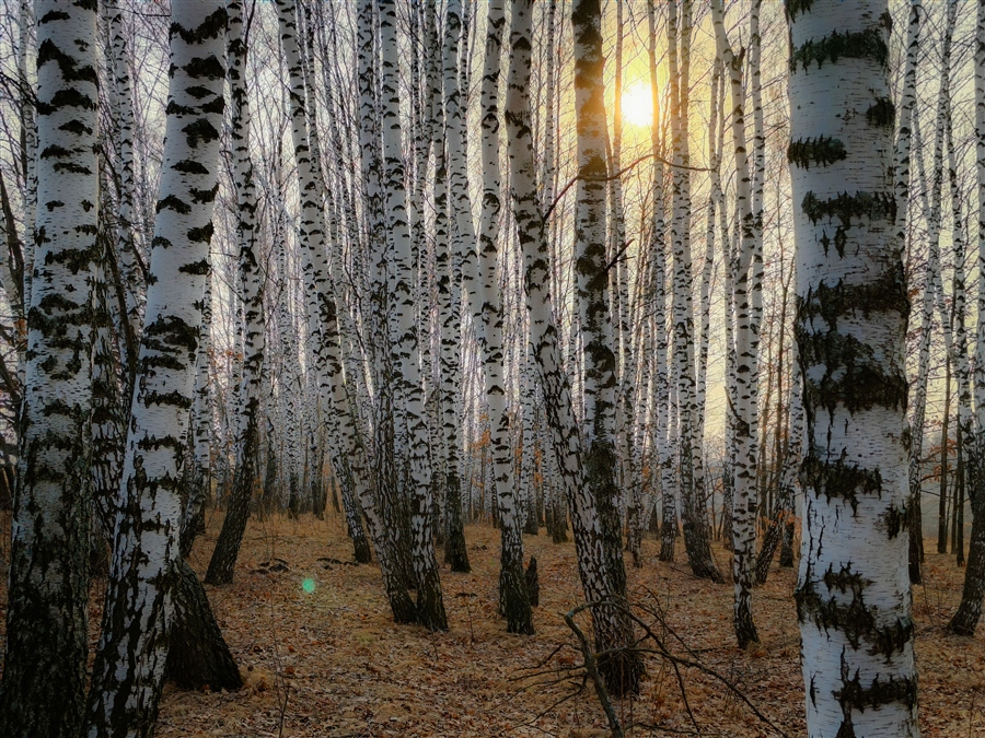 Фото жизнь