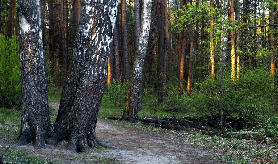 Фото жизнь