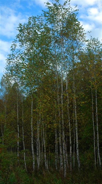Фото жизнь