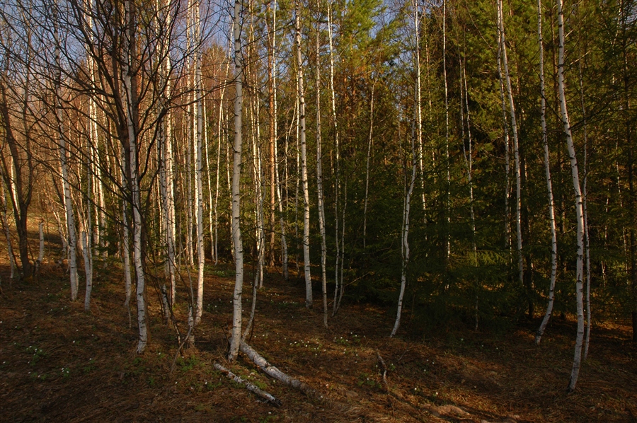 Фото жизнь