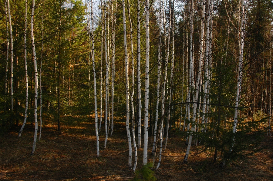 Фото жизнь