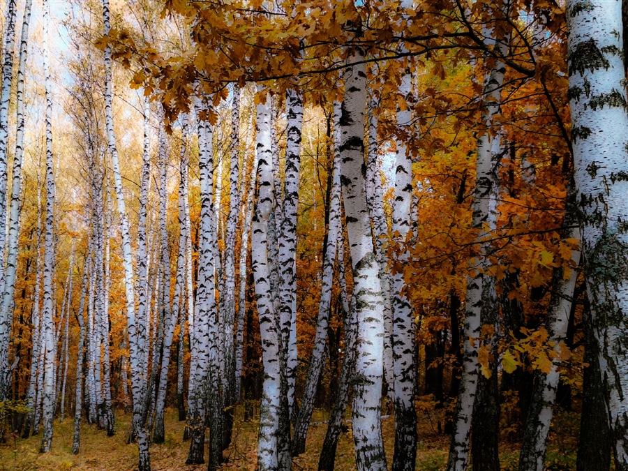 Фото жизнь