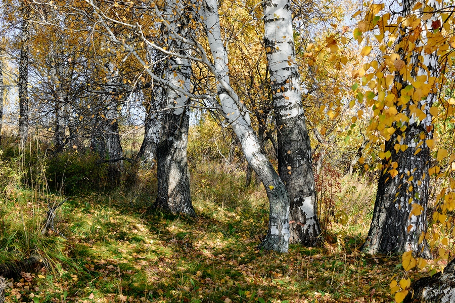 Фото жизнь