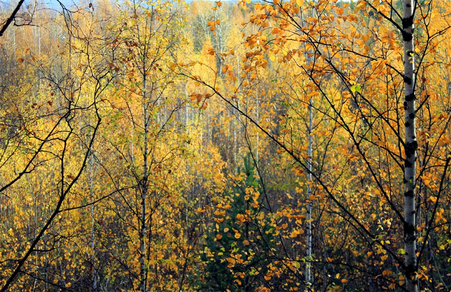 Фото жизнь