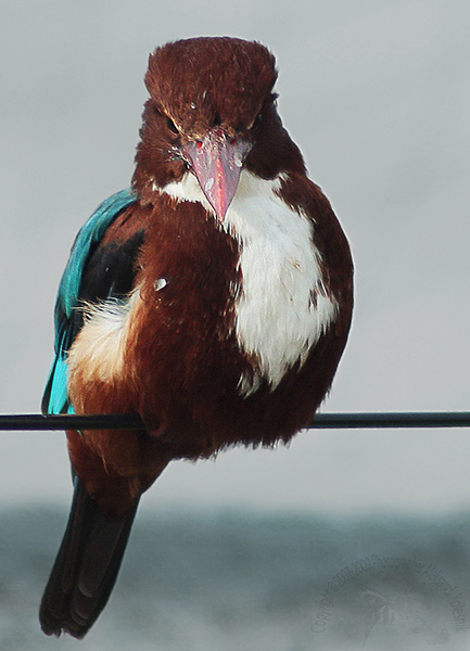 Фото жизнь (light) - Aleksandr Kolesnik - Птицы. - Kingfisher