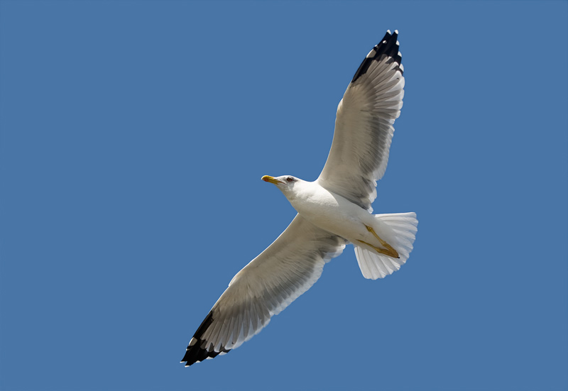 Фото жизнь (light) - Ludmila Yilmaz - Птицы - Freedom