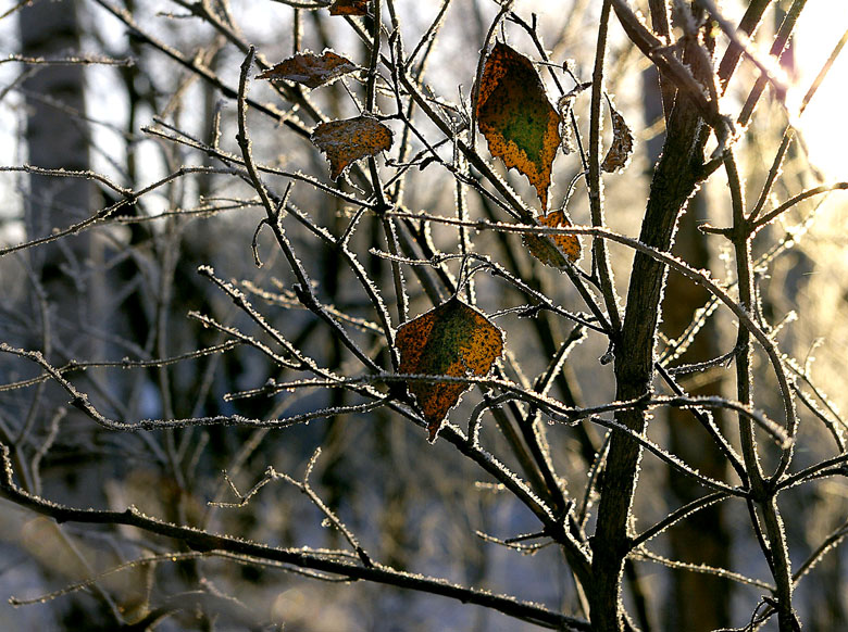 Фото жизнь - Дмитрий Бахтиаров - корневой каталог - ...зима-осень