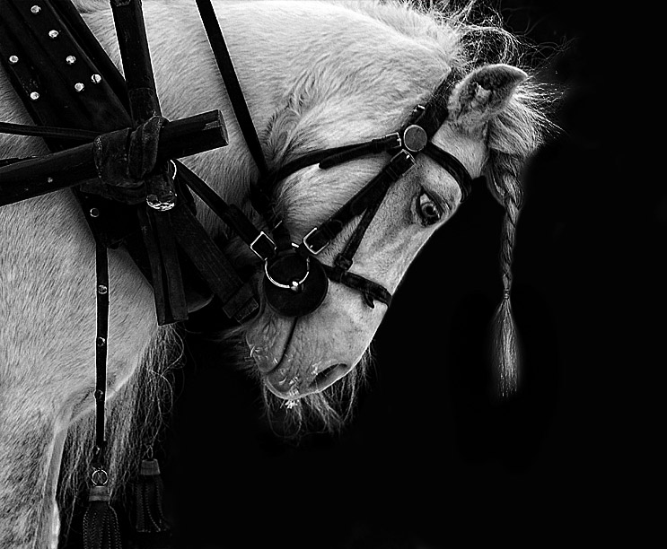 Фото жизнь (light) - Наталья Кузнецова - животный мир - грустный пони