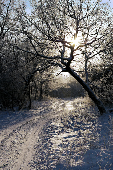 Фото жизнь (light) - Дмитрий Бахтиаров - корневой каталог - ...зимняя дорога