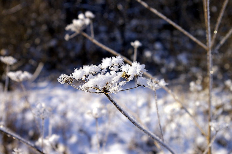 Фото жизнь (light) - Дмитрий Бахтиаров - корневой каталог - ...зимний цветок