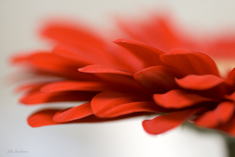 Фото жизнь (light) - ASe_me - *без названия* - СОН