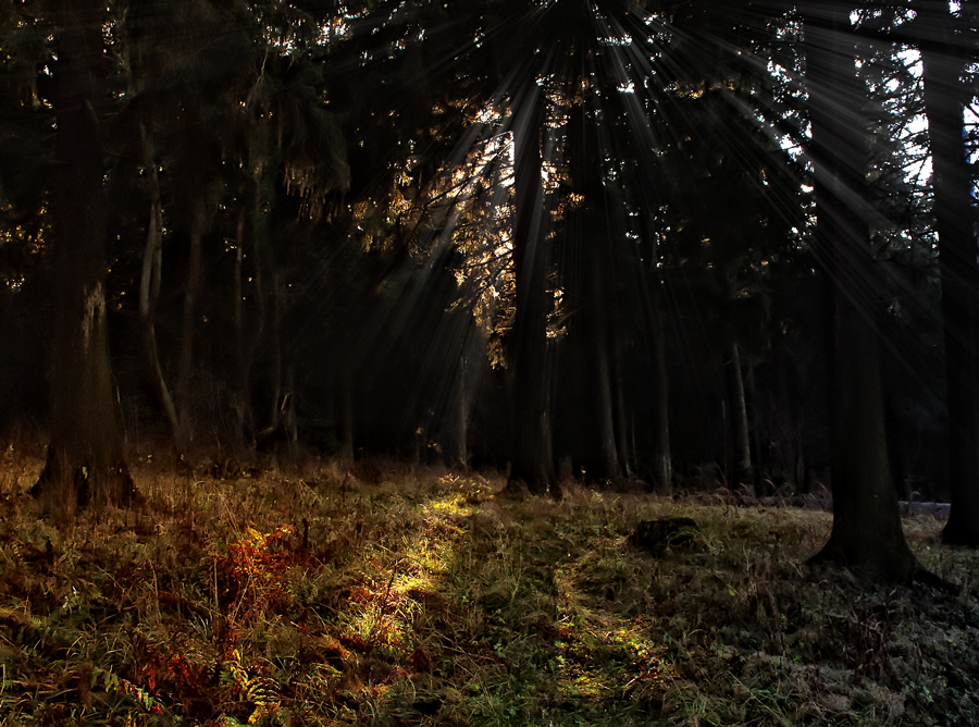 Фото жизнь (light) - AlexSoft * Александр - Пейзаж - Последние осенние лучи