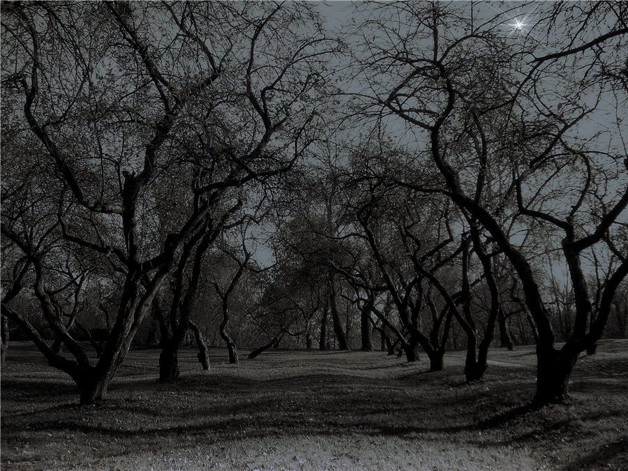 Фото жизнь (light) - Fearel - Природа - звезда