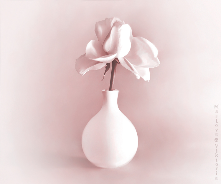 Фото жизнь (light) - bioskiss - корневой каталог - Белая роза