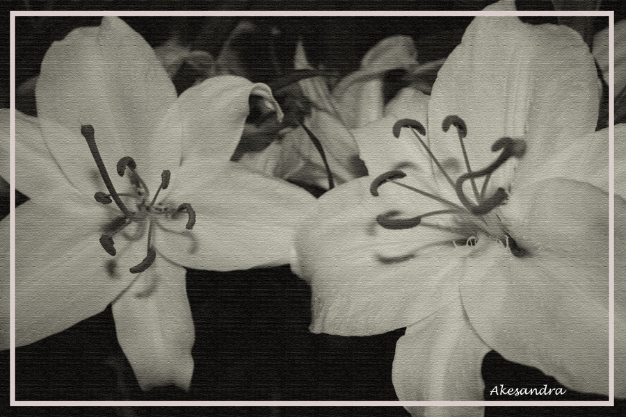 Фото жизнь (light) - akesandra - Цветочные фантазии - жизнь в черно-белом цвете