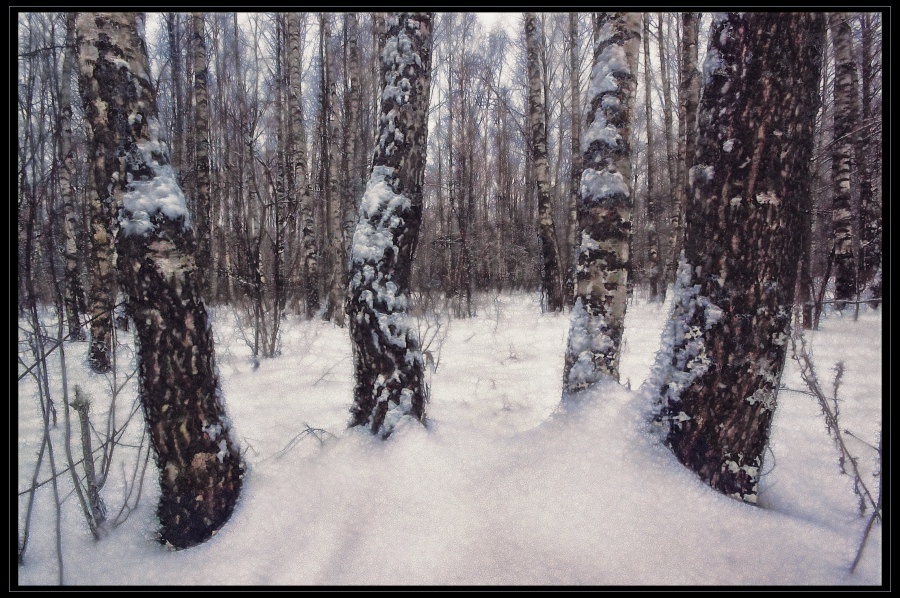 Фото жизнь (light) - Павел - корневой каталог - Мокрый снег