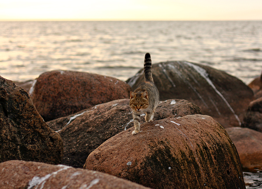Фото жизнь (light) - Gaerven - корневой каталог - Морской котик