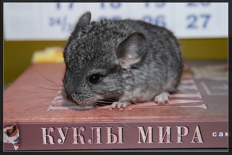 Фото жизнь (light) - Headhunter - домашние любимцы - шиншилленок 