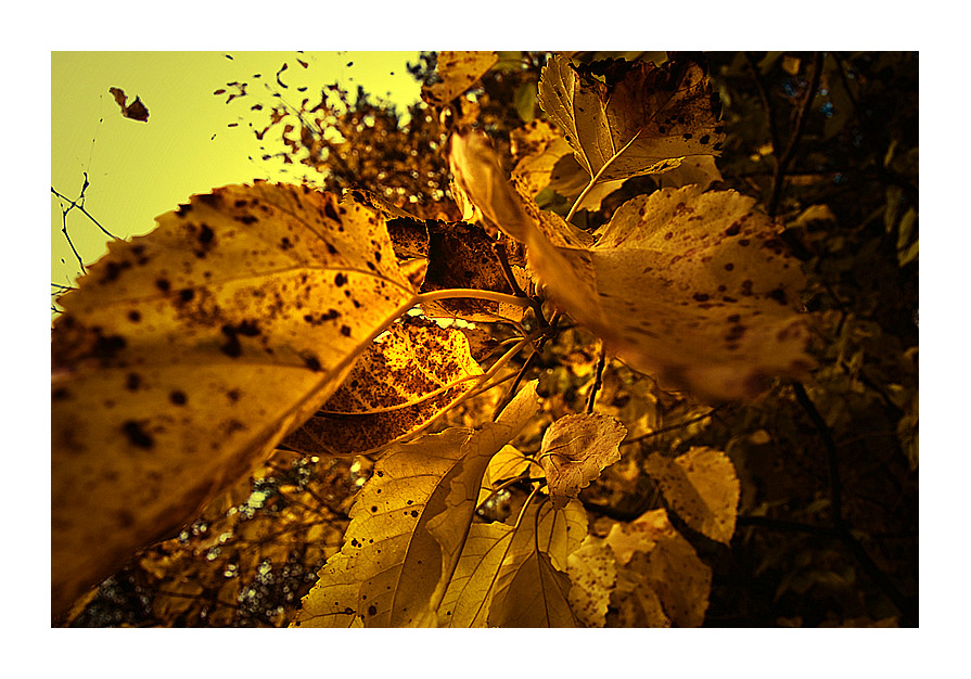 Фото жизнь - Rostik - корневой каталог - Осенний блюз