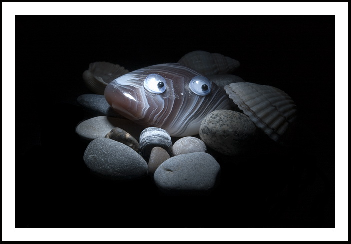 Фото жизнь (light) - Ghennadi Bandura - корневой каталог - Морской житель
