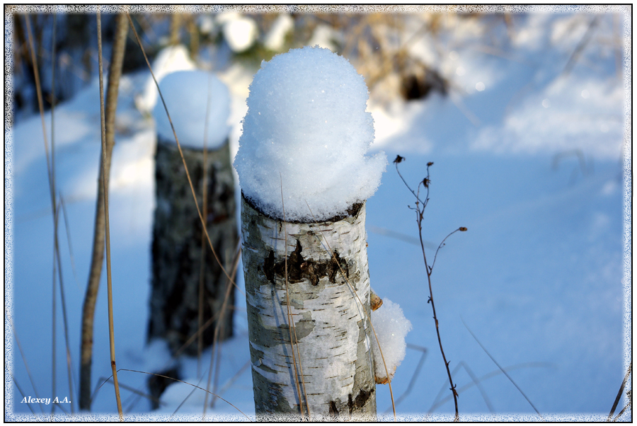 Фото жизнь (light) - Alexey - корневой каталог - Зимние грибы