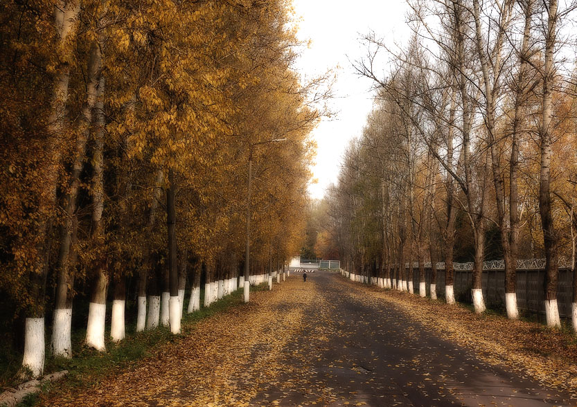 Фото жизнь (light) - Pastor - ОСЕНЬ - Осенняя аллея