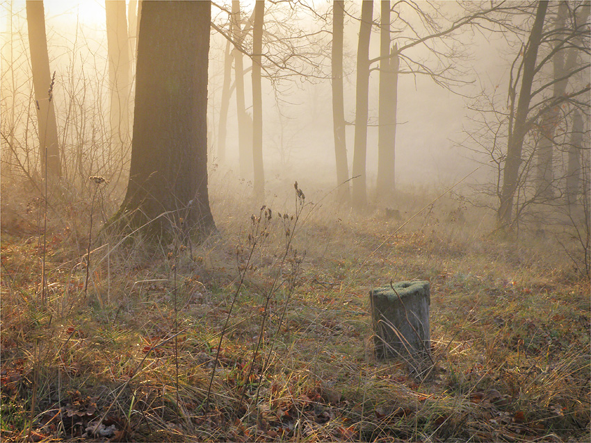 Фото жизнь (light) - Polukarov Sergey - корневой каталог - Осенний лес 